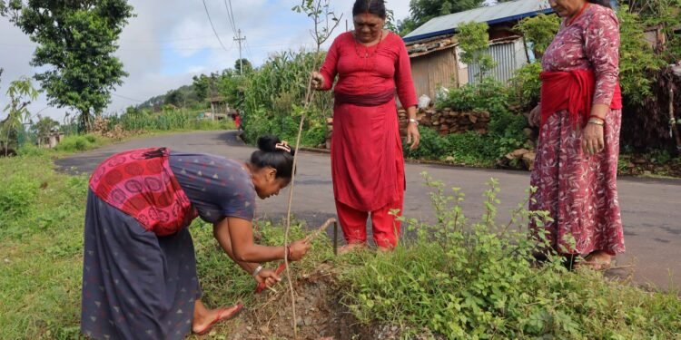 रामकोट सडकमा रुखसँगै उम्रिएको आशा