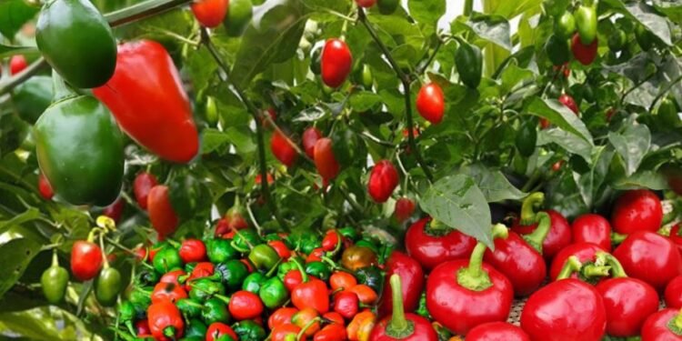 अकबरे: स्वाद र स्वास्थ्य दुबैमा उत्तम