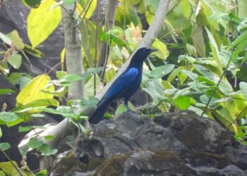 नेपालमा पहिलो पटक ‘मलबर हिस्टिलिङ’ चरा अभिलेख