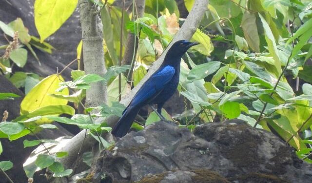 नेपालमा पहिलो पटक ‘मलबर हिस्टिलिङ’ चरा अभिलेख