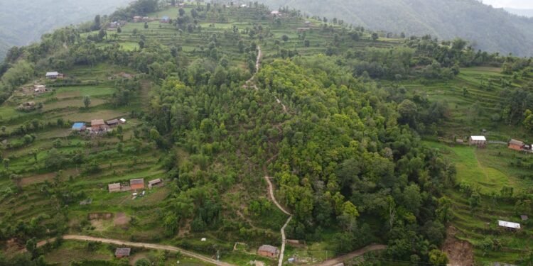 भोजपुरको वाक्चाखामा ‘जाल्पादेवी गुराँस पदमार्ग’ निर्माण