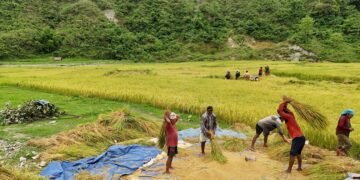 किसानलाई चैते धान थन्क्याउने चटारो