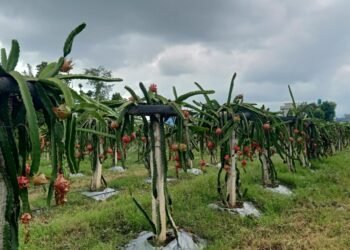 ‘ड्रागन फ्रुट’ खेतीतर्फ आकर्षित हुँदै सुर्खेतका किसान