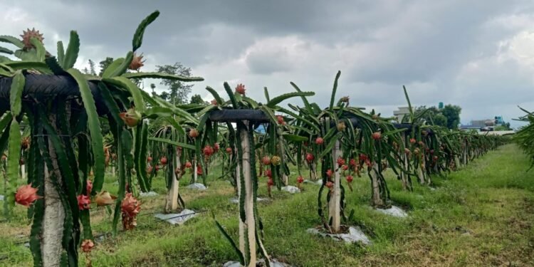 ‘ड्रागन फ्रुट’ खेतीतर्फ आकर्षित हुँदै सुर्खेतका किसान