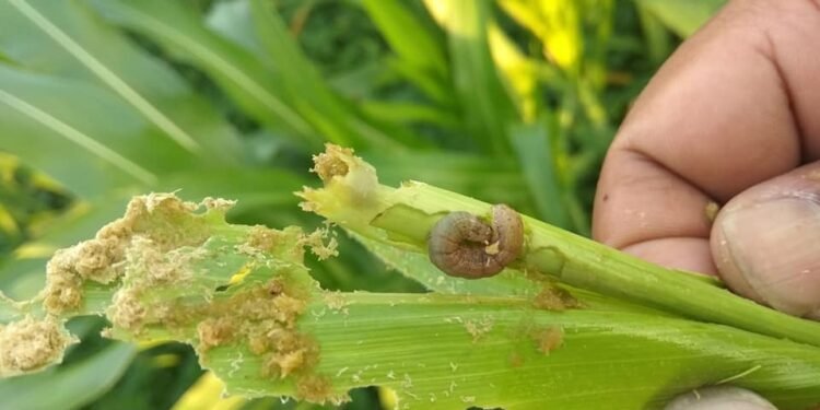 मकैमा फौजी कीराको समस्या, विषादी अभाव