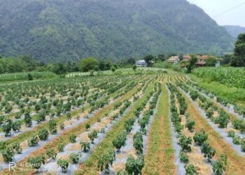 विदेशबाट फर्केर ३० रोपनीमा व्यावसायिक अकबरेखेती