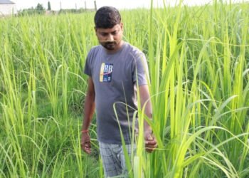 उखुखेतीबाट लाखौँ आम्दानी