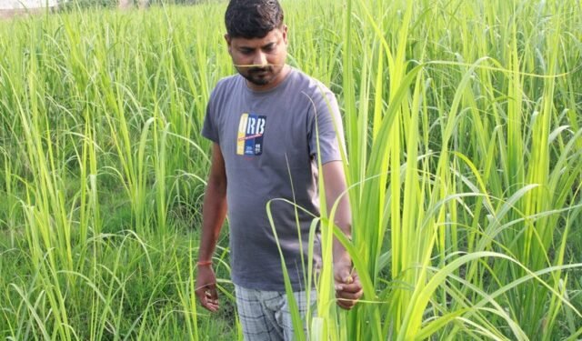 उखुखेतीबाट लाखौँ आम्दानी