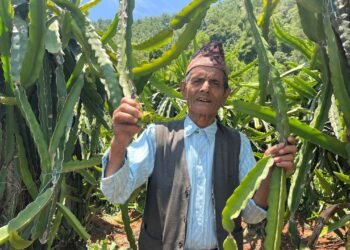 ड्रागन फ्रुटबाट वार्षिक दश लाख आम्दानी गर्दै ७७ वर्षीय बालकृष्ण