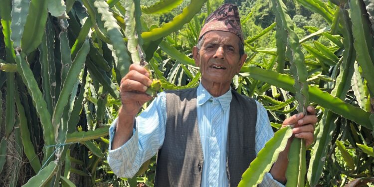 ड्रागन फ्रुटबाट वार्षिक दश लाख आम्दानी गर्दै ७७ वर्षीय बालकृष्ण
