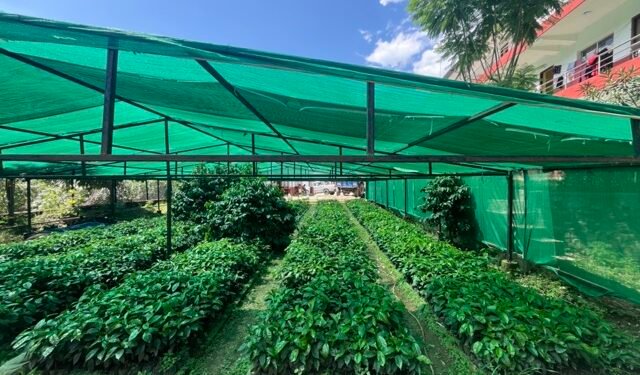 गुल्मीमा कफीको बिरुवाको माग बढ्दो