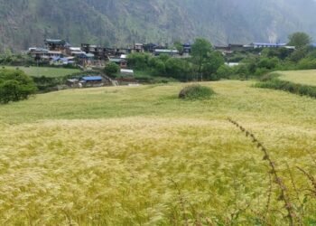 मनाङमा रैथाने बाली उत्पादन घट्दै