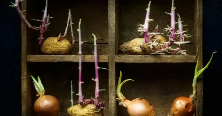 टुसाएका आलु, प्याज वा लसुन खानु स्वास्थ्यका लागि कति खतरनाक ? त्यसको असर कस्तो पर्न सक्छ?