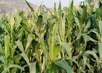 रामेछापमा फौजी कीराको प्रकोप