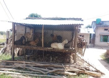 सुरक्षित खोरले निकुञ्ज मध्यवर्ती क्षेत्रका वासिन्दालाई राहत