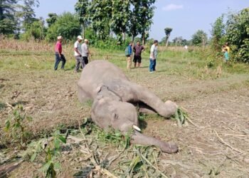 बराहक्षेत्रमा जङ्गली हात्ती मृत फेला