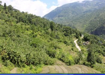 पाखाबारीमा लोभलाग्दो केराखेतीः १५ लाखसम्म आम्दानी