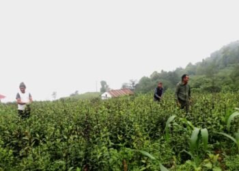 तीनतलेका किसानले व्यवसायिक चिराइतोखेतीबाट १२ लाखसम्म आम्दानी लिँदै