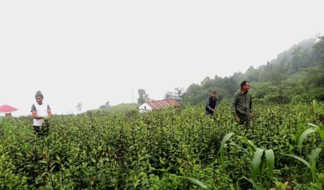 तीनतलेका किसानले व्यवसायिक चिराइतोखेतीबाट १२ लाखसम्म आम्दानी लिँदै