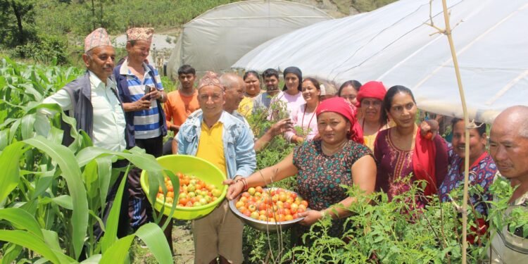 प्रभावकारी बन्दै कृषक पाठशाला: विषादी औषधि होइन भन्ने वास्तविकता बुझ्दै किसान