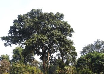जलथलमा मासिँदै दुर्लभ जीव र वनस्पतिहरु