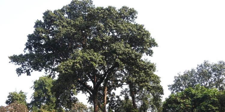 जलथलमा मासिँदै दुर्लभ जीव र वनस्पतिहरु