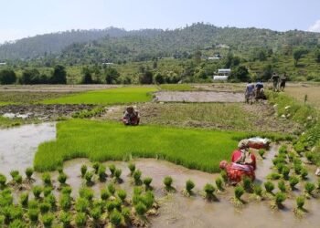 डडेल्धुरामा ६० प्रतिशत रोपाइँ सम्पन्न