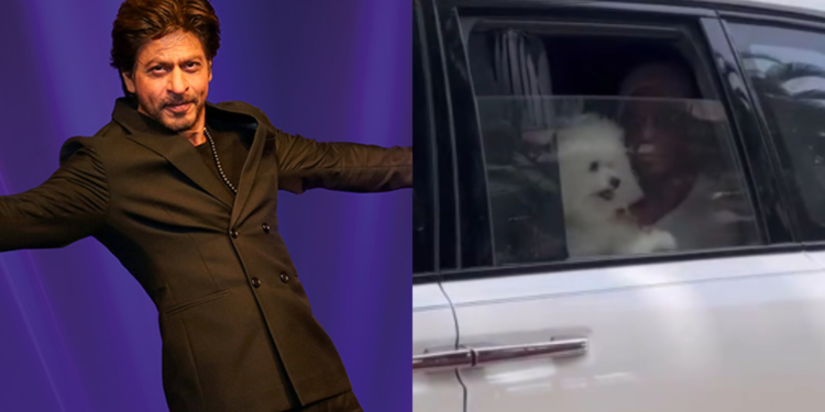 स्टारको कुकुर पनि सेलिब्रेटी ! शाहरुख खानको डगले मुम्बईमा खिच्यो सबैको ध्यान