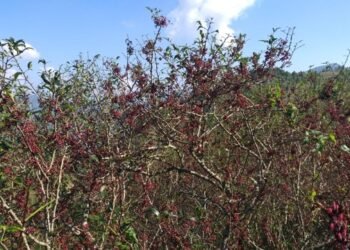 आलेखः कर्णालीको समृद्धिको आधार : जङ्गल र जडीबुटी