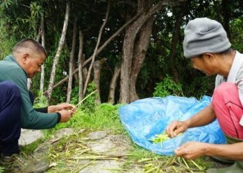 लेकाली च्याउ, टुसा र ढकायो उपभोक्ताको रोजाइमा