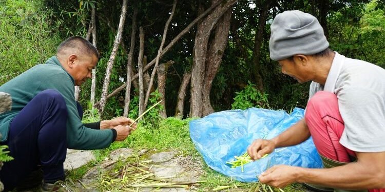 लेकाली च्याउ, टुसा र ढकायो उपभोक्ताको रोजाइमा