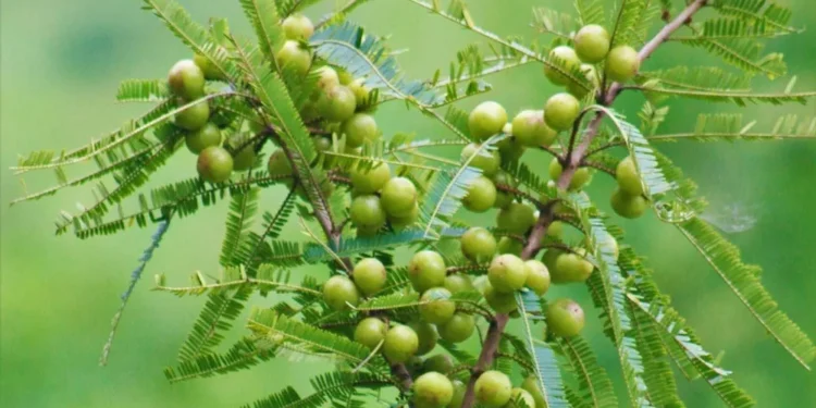 सुक्खा वा काँचो अमला ! कुन रूप बढी फाइदाजनक छ थाहा छ?