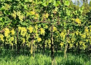 आहा ! अङ्गुरखेती