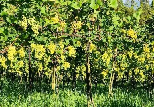 आहा ! अङ्गुरखेती