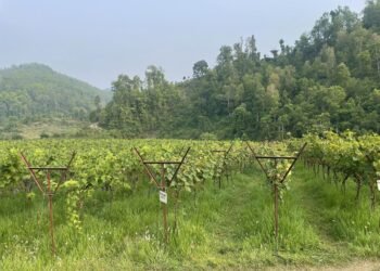 ७० रोपनी क्षेत्रफलमा अङ्गुरखेती