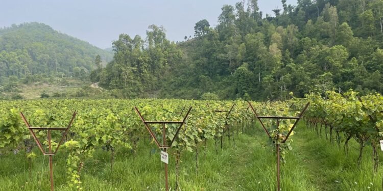 ७० रोपनी क्षेत्रफलमा अङ्गुरखेती