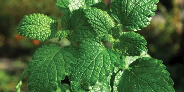 पुदिनाको अचारका यस्ता फाइदा