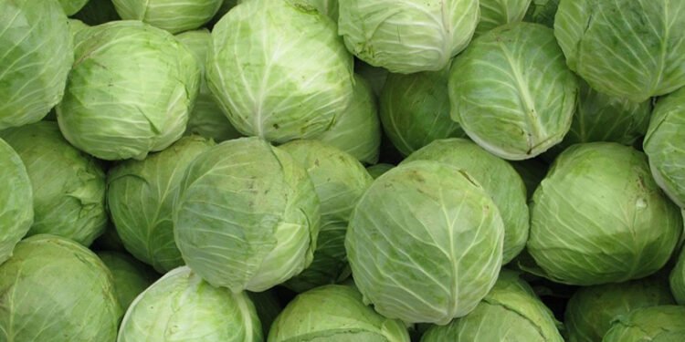 अत्तरियाको हाटबजारका बन्दागोभीमा अत्यधिक मात्रामा विषादी फेला