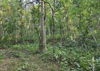 बाँकेमा दुई हजार ५७८ हेक्टर क्षेत्रमा चक्ला वन निर्माण