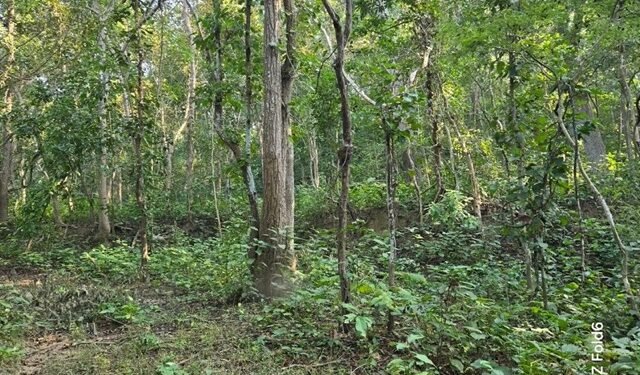 बाँकेमा दुई हजार ५७८ हेक्टर क्षेत्रमा चक्ला वन निर्माण