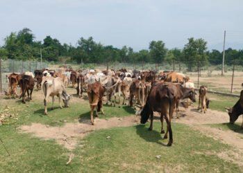 छाडा चौपाया व्यवस्थापन केन्द्रमा बजेट छैन, बायोग्यास प्लान्ट बन्न सकेन