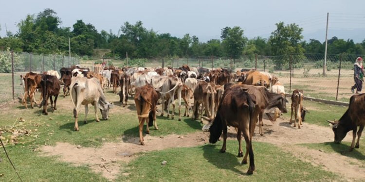 छाडा चौपाया व्यवस्थापन केन्द्रमा बजेट छैन, बायोग्यास प्लान्ट बन्न सकेन