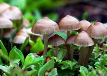 विषालु च्याउ खाँदा एकै परिवारका तीन जना बिरामी