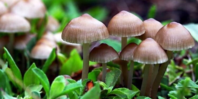 विषालु च्याउ खाँदा एकै परिवारका तीन जना बिरामी