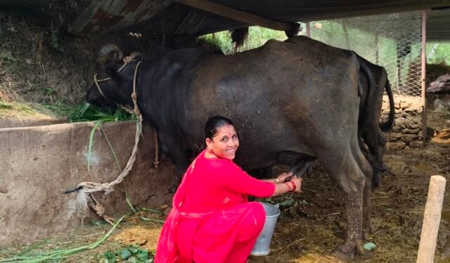 ‘दूधमा प्रोत्साहन अनुदान’ कार्यक्रमबाट कर्णालीका किसान लाभान्वित