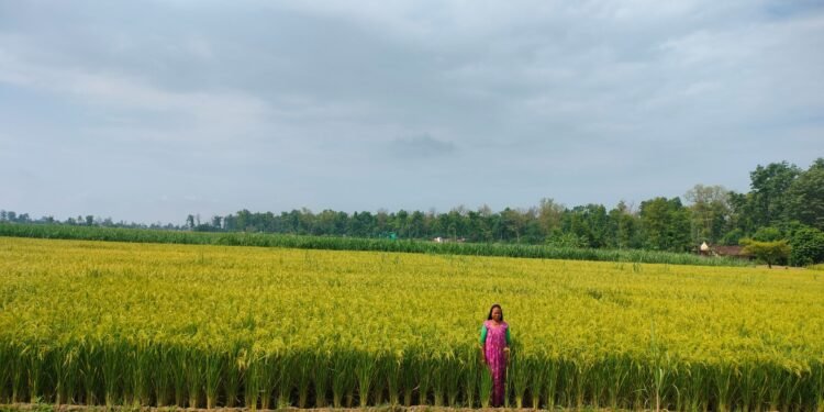 धानखेतीको तालिका बदलिँदैः अब जेठमै पाक्छ धान