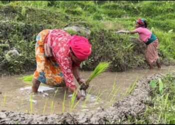 पर्वतमा जेठदखि नै धान र कोदो रोपाइँ