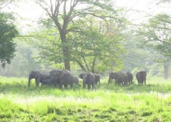 मानव–हात्ती द्वन्द्व : डेढ दशकमा ७२ जना र २५ हात्तीको मृत्यु