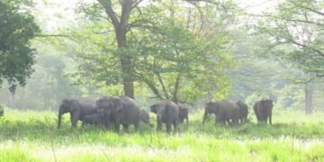 मानव–हात्ती द्वन्द्व : डेढ दशकमा ७२ जना र २५ हात्तीको मृत्यु
