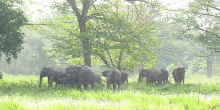 मानव–हात्ती द्वन्द्व : डेढ दशकमा ७२ जना र २५ हात्तीको मृत्यु